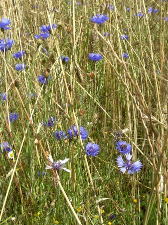 Seigle et bleuets